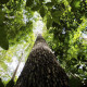O Código Florestal estabelece que o responsável por propriedade situada em área de preservação permanente deve manter e recompor a vegetação explorada - Arquivo/Marcelo Camargo/Agência Brasil