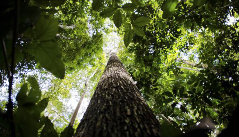 O Código Florestal estabelece que o responsável por propriedade situada em área de preservação permanente deve manter e recompor a vegetação explorada - Arquivo/Marcelo Camargo/Agência Brasil