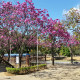 São mais de 15 mil árvores plantadas na cidade. Foto: Divulgação / Secom – PMI