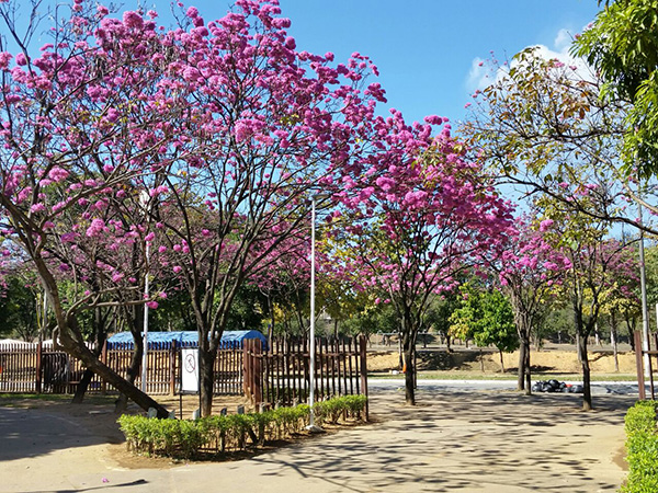 São mais de 15 mil árvores plantadas na cidade. Foto: Divulgação / Secom – PMI