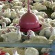 Ministério da Agricultura diz que não há risco no consumo de aves no país após deflaragação da 3ª fase da Operação Carne Fraca Foto: Arquivo/Agência Brasil