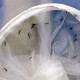 O mosquito Aedes aegypti - Foto: ONU/Aiea/Dean Calma