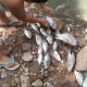 Os moradores foram surpreendidos logo cedo com uma grande quantidade de peixes mortos no leito do Córrego Forquilha