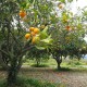 orange-tree-1117420_640 (1)