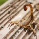 Animais como escorpião, cobras e aranhas procuram lugares secos para se abrigar; incidência aumenta nas proximidades das casas