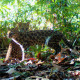 Casal de gato-do-mato-pequeno (Leopardus guttulus) registrado na RPPN Fazenda Macedônia pelo empregado Roney Assis Souza, biólogo e analista ambiental do Departamento de Meio Ambiente e Qualidade
