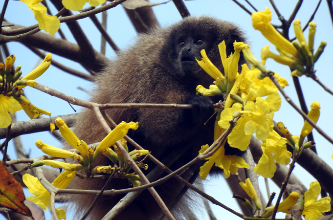O Macaco-sauá é uma das espécies encontradas nas terras da CENIBRA