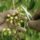 No Viveiro Florestal da CENIBRA, técnicas modernas de produção de mudas de eucalipto por clonagem são colocadas em prática